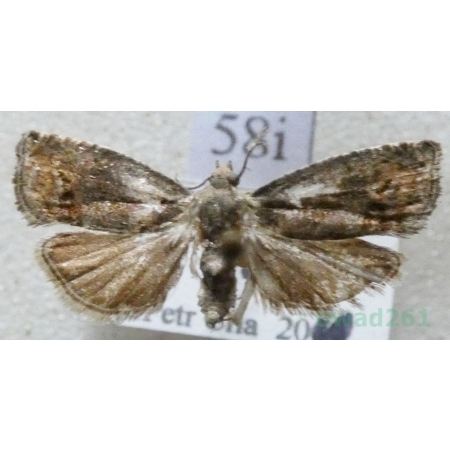 Cydia splendana (Hübner, 1799) Owocówka żołędziowianka Czech58i